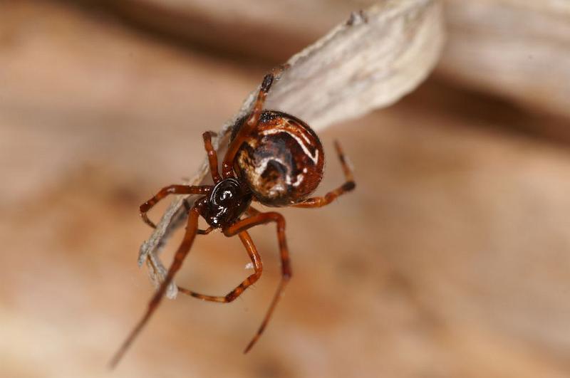 Parasteatoda_decorata_D7935_Z_87_North Stradbroke island_Australie.jpg